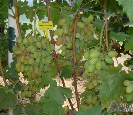 Zdjęcia rocznik 2015