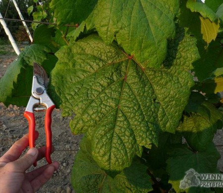 Negritionok - liście do greckich gołąbków