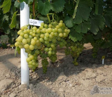 Lija - dostojna w swojej okazałości