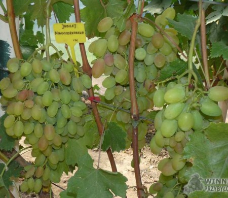 Jubilej Nowoczerkasska - początek wybarwienia