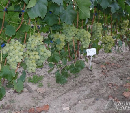 Zdjęcia rocznik 2015