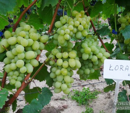 Zdjęcia rocznik 2015