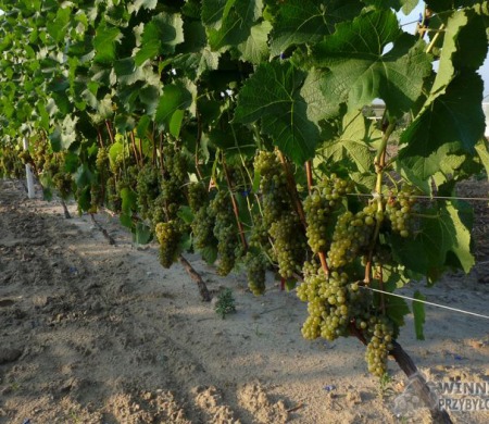 Zdjęcia rocznik 2015