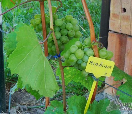 Zdjęcia rocznik 2015