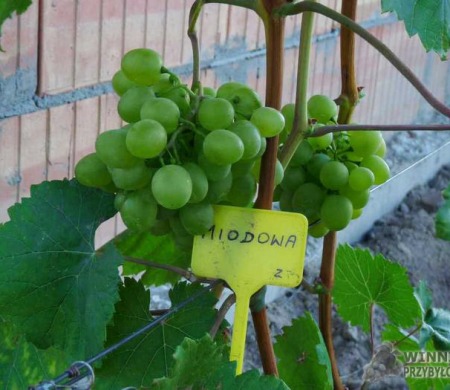 Zdjęcia rocznik 2015