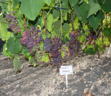 Zdjęcia rocznik 2015