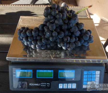 Nieznana - grono z tunelu