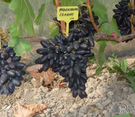 Zdjęcia rocznik 2015