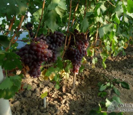 Ania - uprawa w tunelu