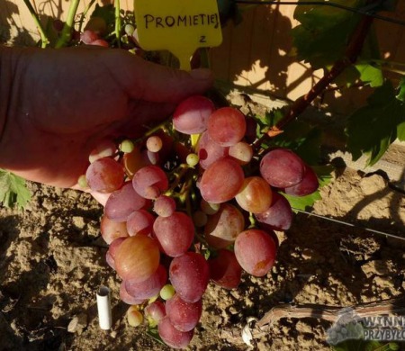 Pierwsze owocowanie - kontrolne grono